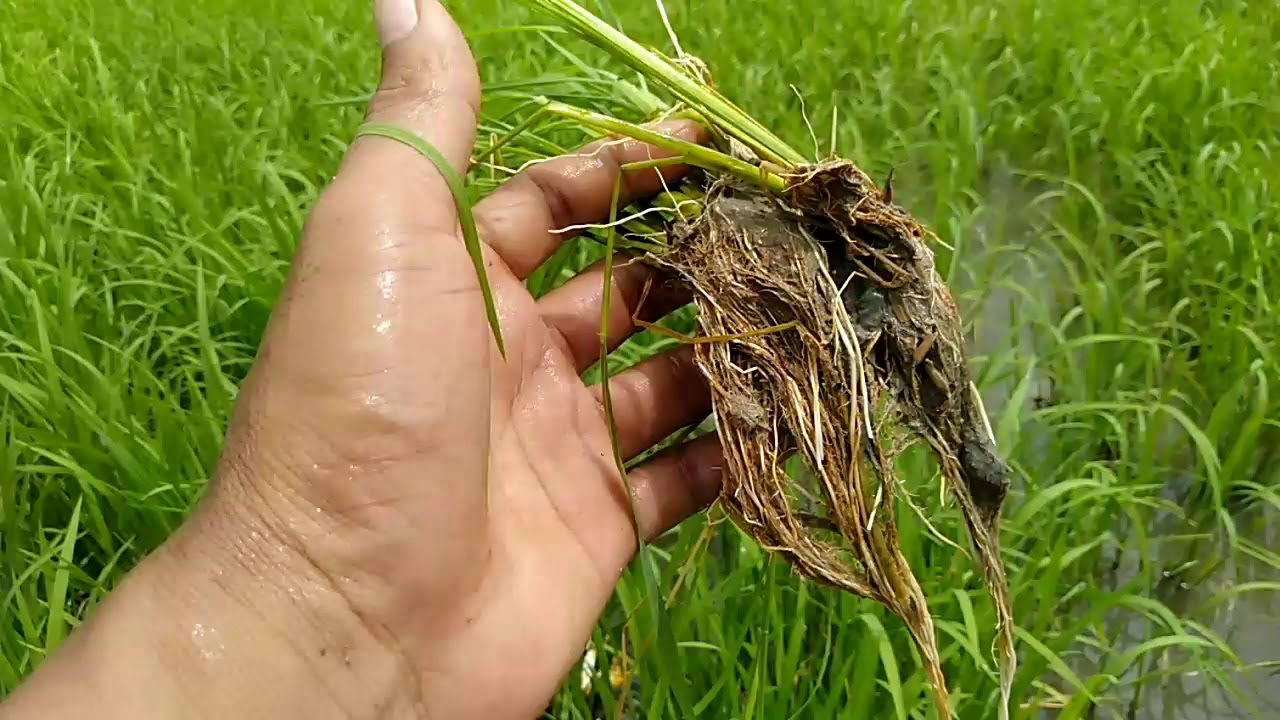 FERTIPHOS