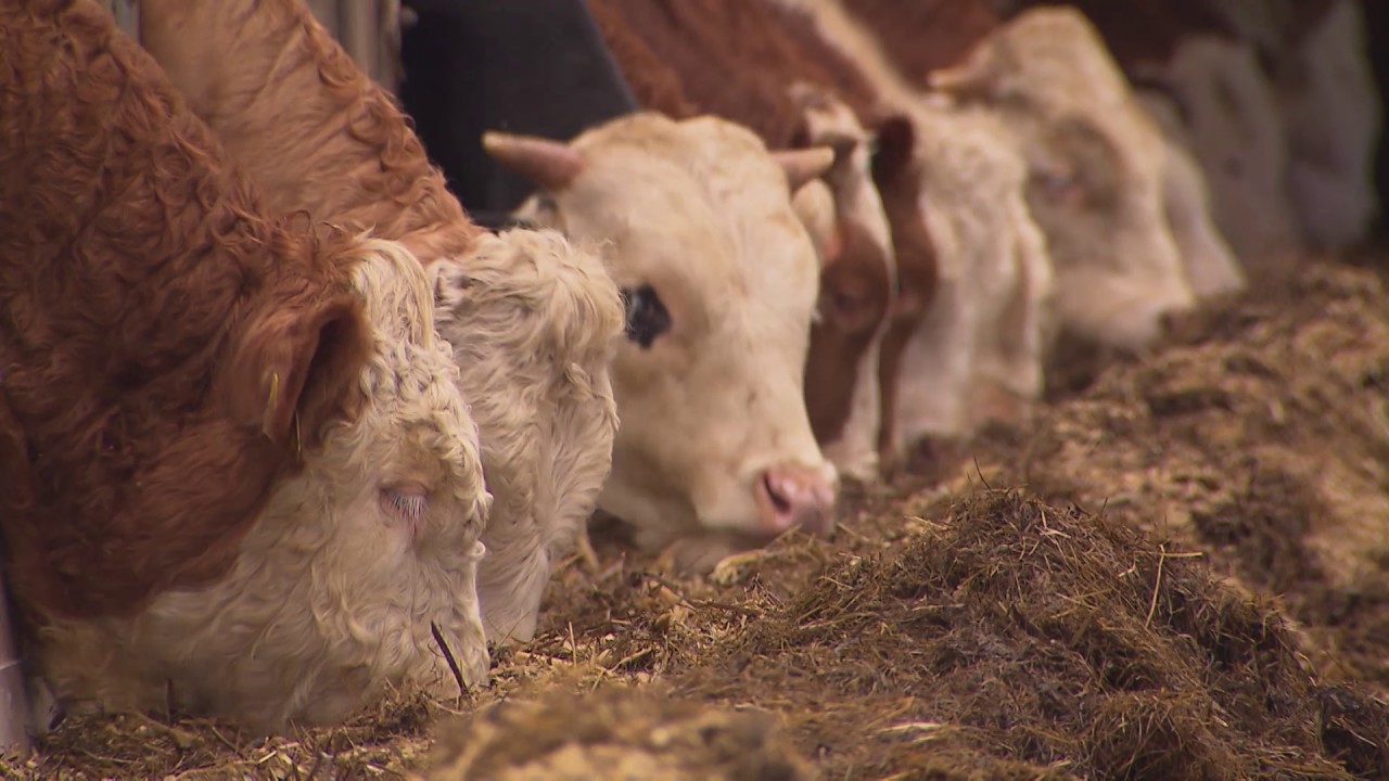 Rindermast - Oberösterreichs Landwirtschaft wie sie ist