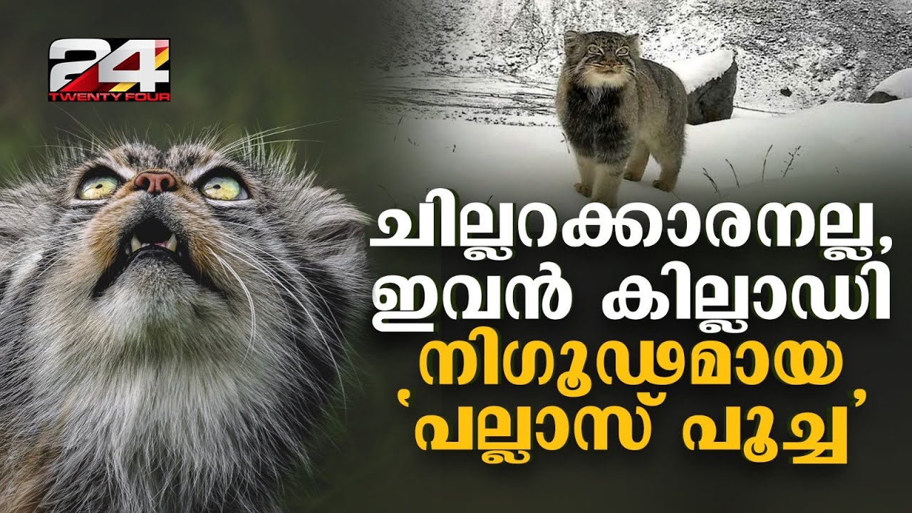 പർവ്വതങ്ങളിൽ മറഞ്ഞിരിക്കുന്ന പല്ലാസ് പൂച്ച അരുണാചലിൽ ആദ്യമായി കാമറയിൽ പതിഞ്ഞു Pallas Cat India