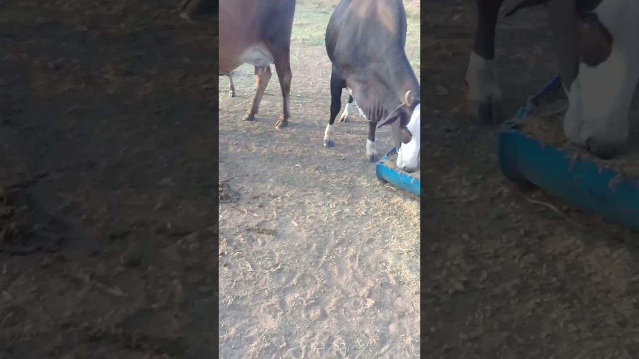 tratando das vacas