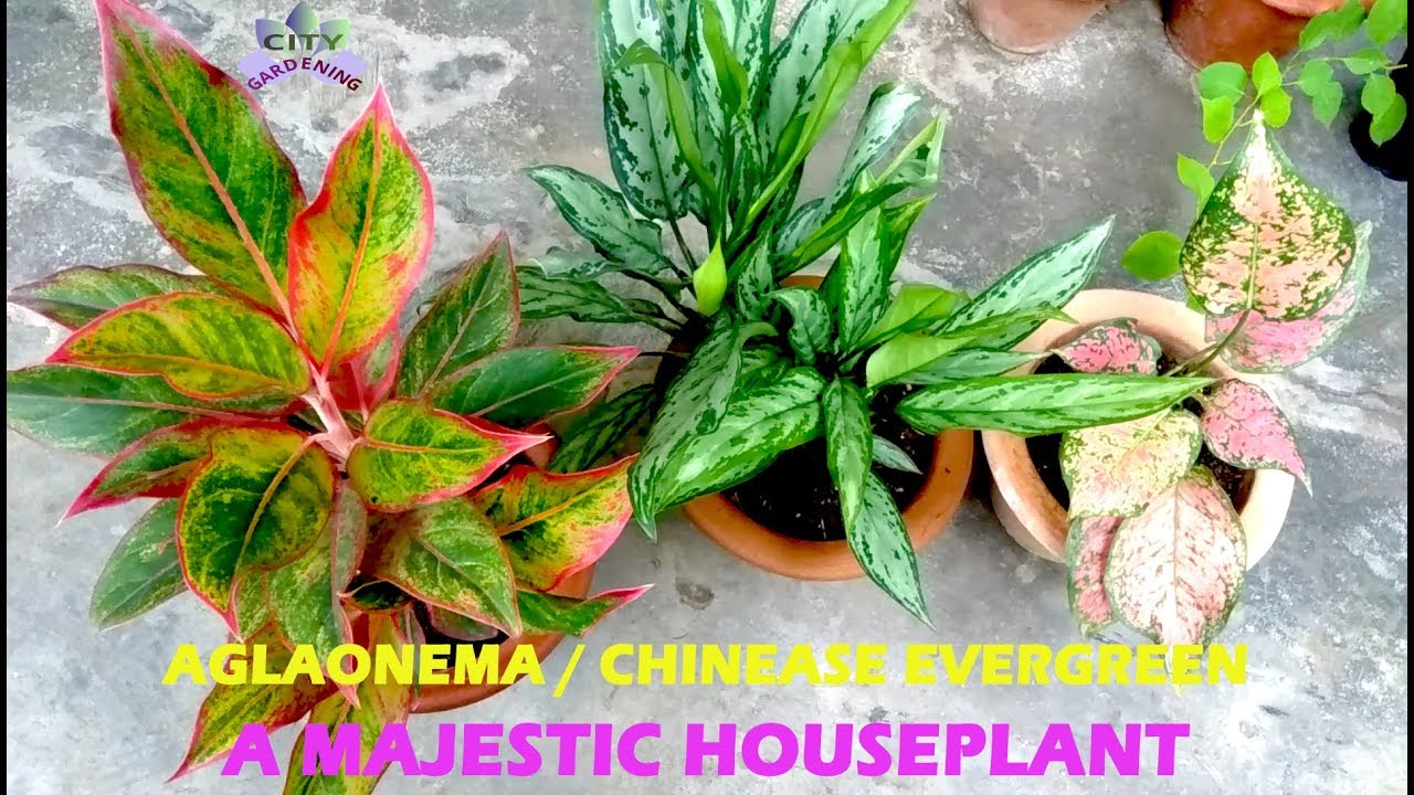 Grow and care guide for a majestic houseplant, AGLAONEMA/ CHINEASE EVERGREEN