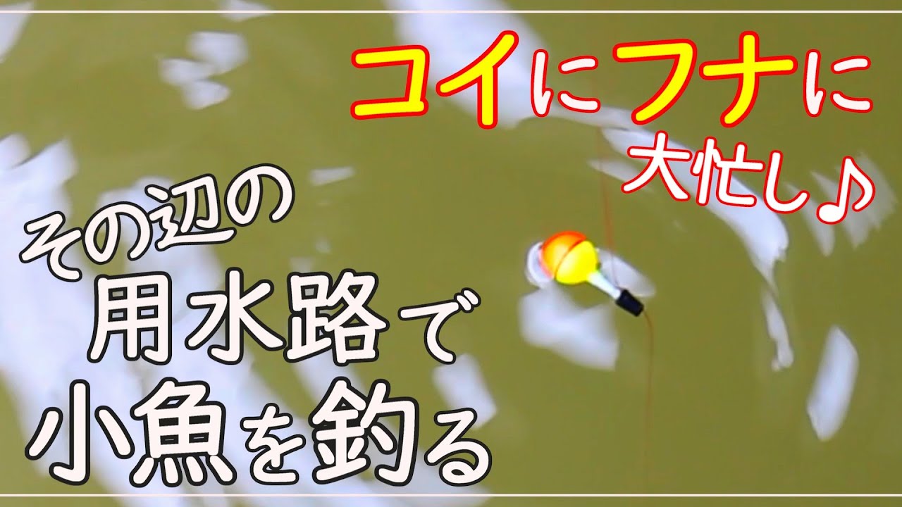 【小物釣り】コイやフナを近所の用水路で釣る / micro fishing