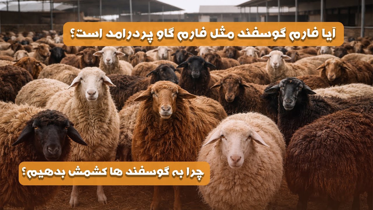 گزارش ویژه از اولین فارم گوسفند در افغانستان