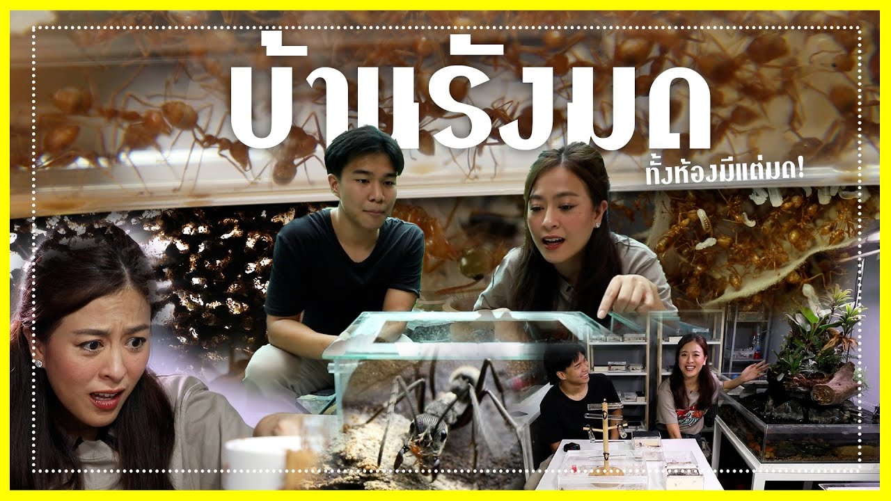 อาณาจักรคนเลี้ยงมด | สุดอึ้งทึ่งทั่วไทย