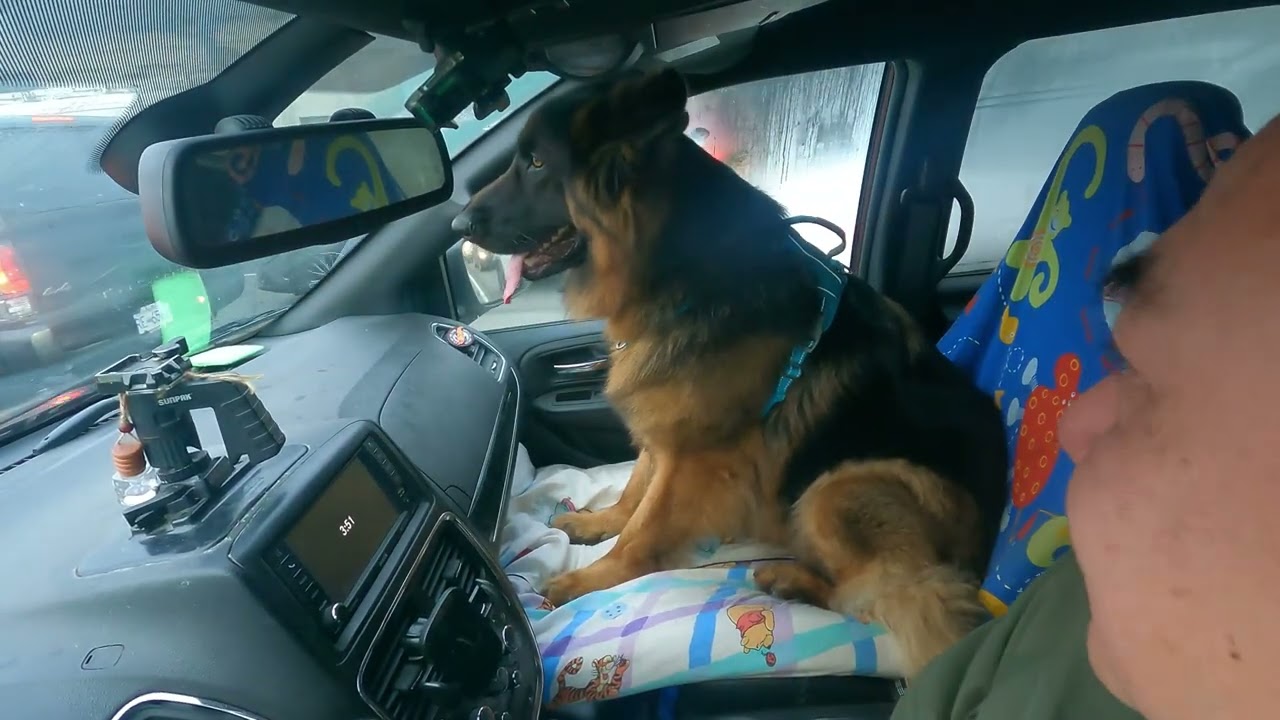 叫我出任務啦,我本來是警犬來的