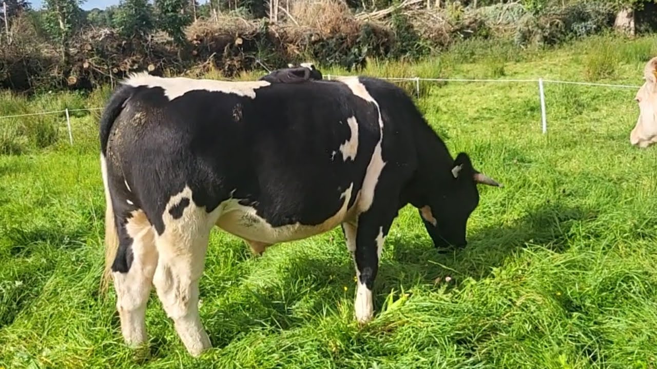 To beef or mart🤔 regenerative farming Ireland 