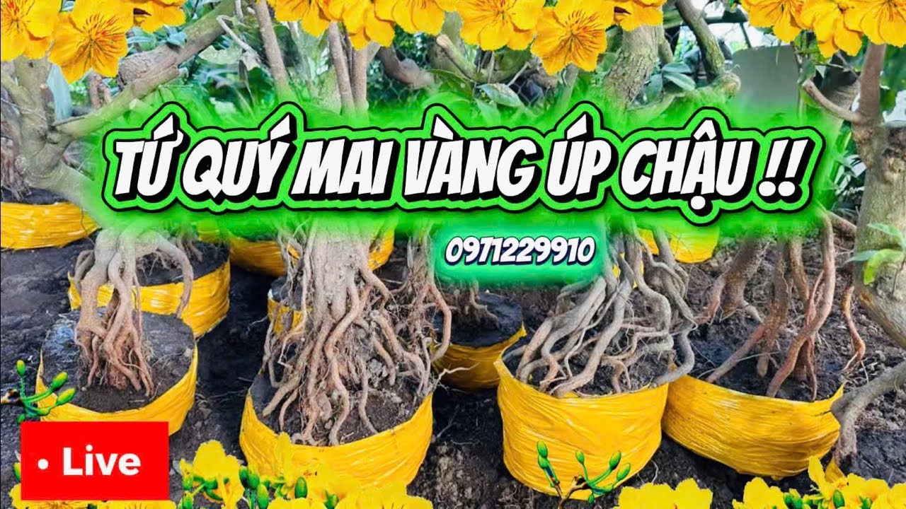 LIVE 🌼19 06 /02 ép tim với hàng trăm phôi mai úp chậu giá không tin 📞0971219910 Liêm