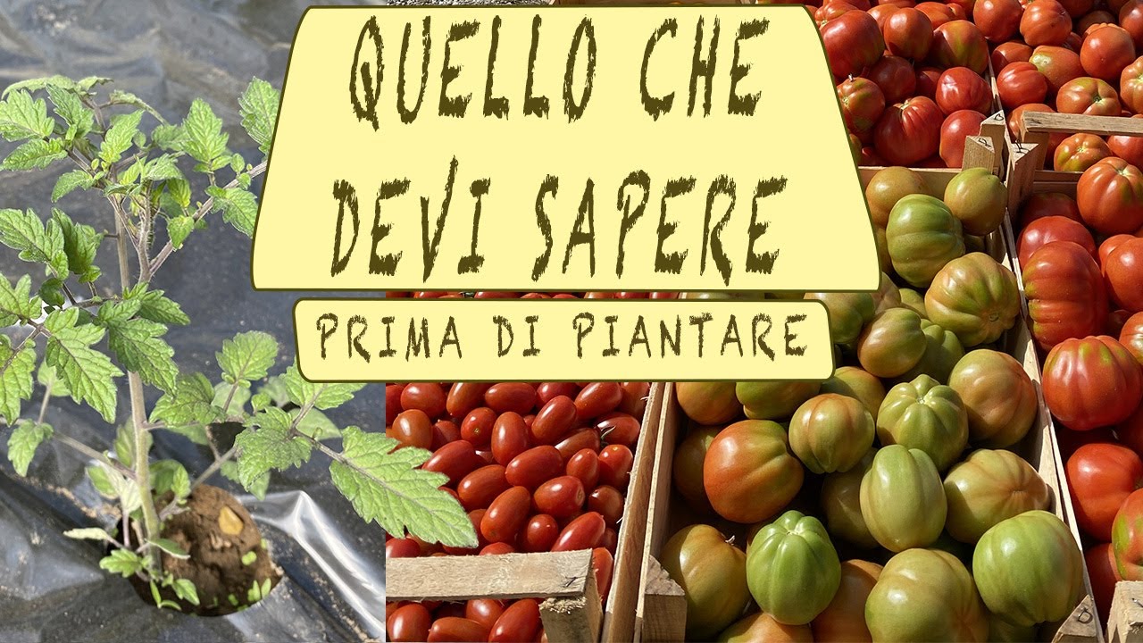 QUANDO piantare i POMODORI - TUTTO QUELLO CHE DEVI SAPERE