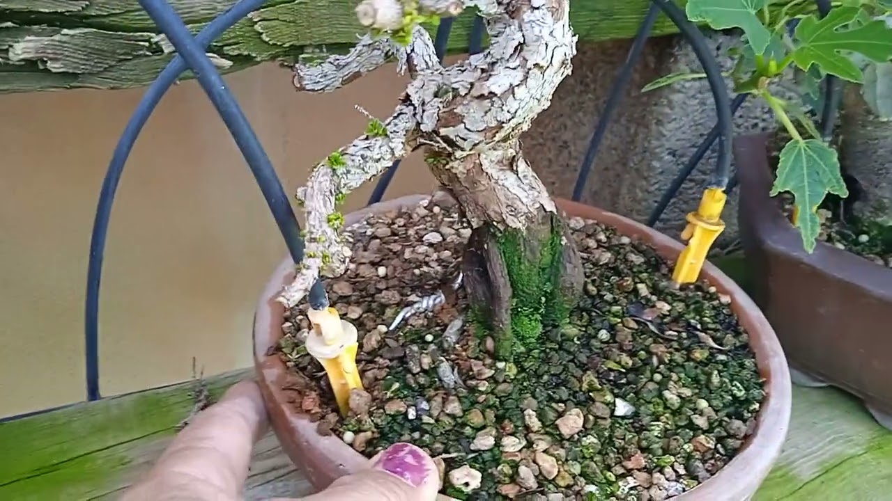 Riego automático en Bonsái