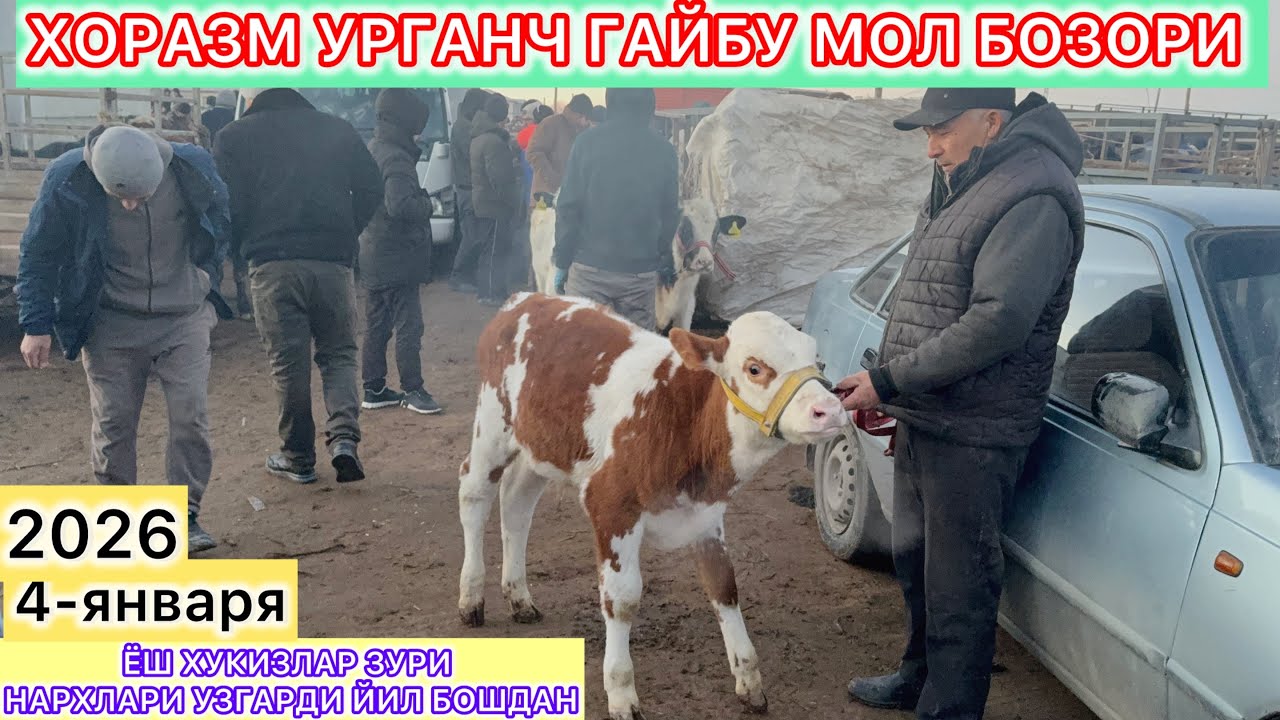 ЙИЛ БОШДАН МОЛ НАРХЛАРИ УЗГАРДИ ХОРАЗМ УРГАНЧ ГАЙБУ МОЛ БОЗОРИ ЁШ ХУКИЗЛАР НАРХИ 4-января 2026 г.