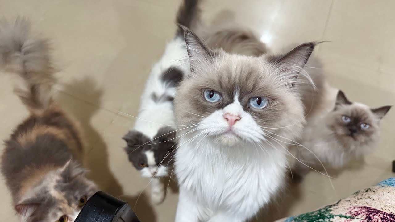 Blissful Moments Coming Home to My Adorable Cat Family