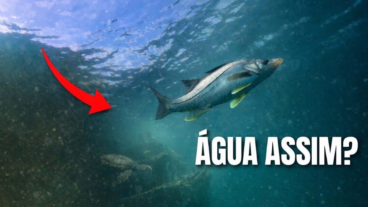 Eu Nunca Vi Esse Naufrágio Assim (Água Cristalina Surreal)