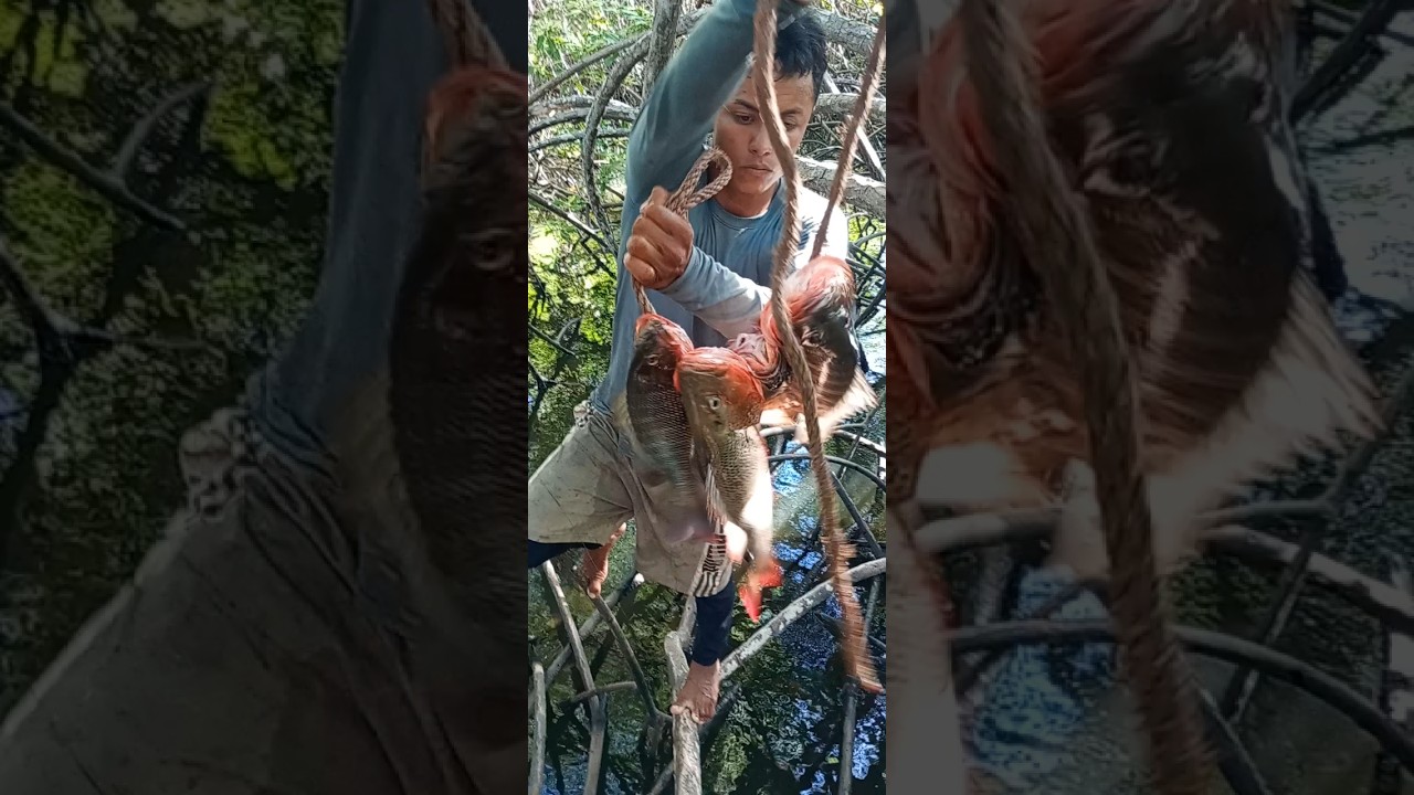 estuvo buena la pesca de pargos en el manglar #pescaviral #pesca