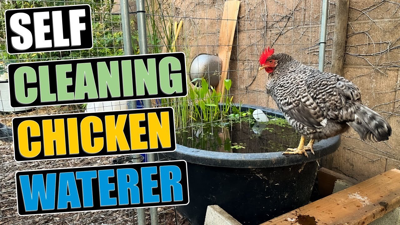Self Cleaning Chicken Waterer