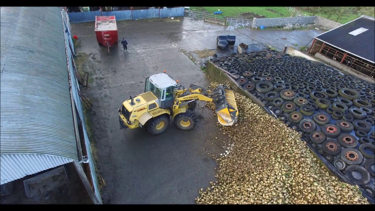 Beet Washing