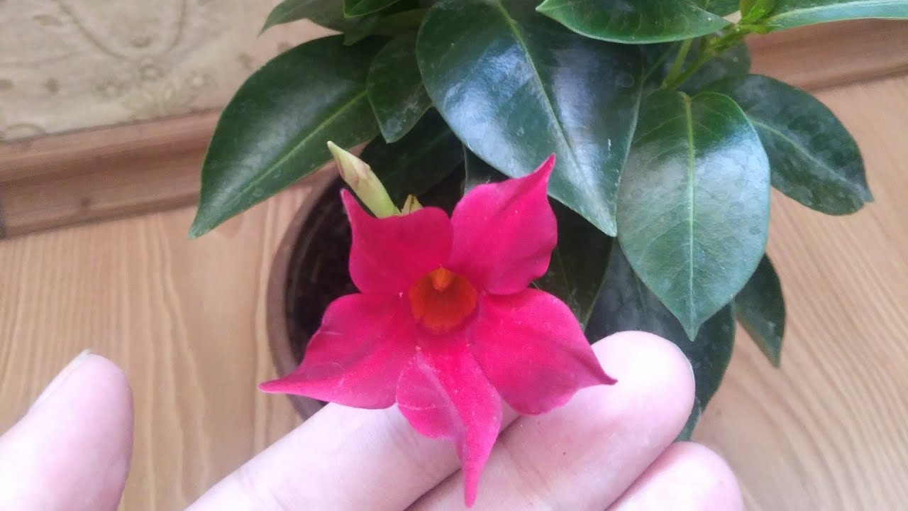Mandevilla Sarmaşığı Bakımı ve Üretimi