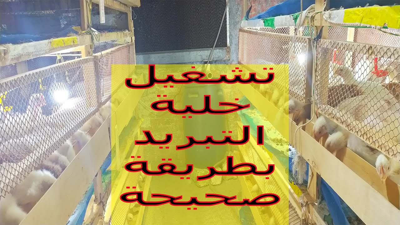 تشغيل خلية التبريد بطريقة صحيحة/تربية الفراخ البيضاء للمبتدئين/عنبر دواجن مغلق