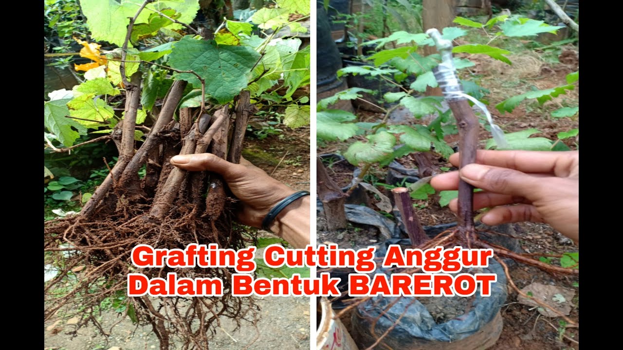 Teknik GRAFTING CUTTING Anggur Dalam Bentuk BAREROT