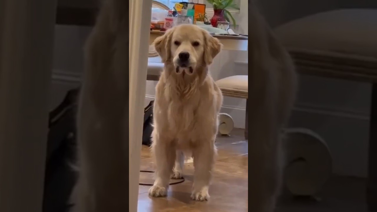 When Your Dog Acts All Sassy 😂