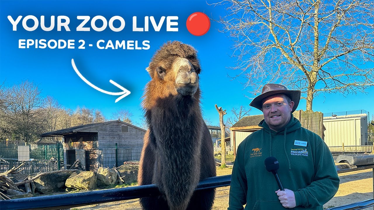 🔴 Your Zoo LIVE: Camels