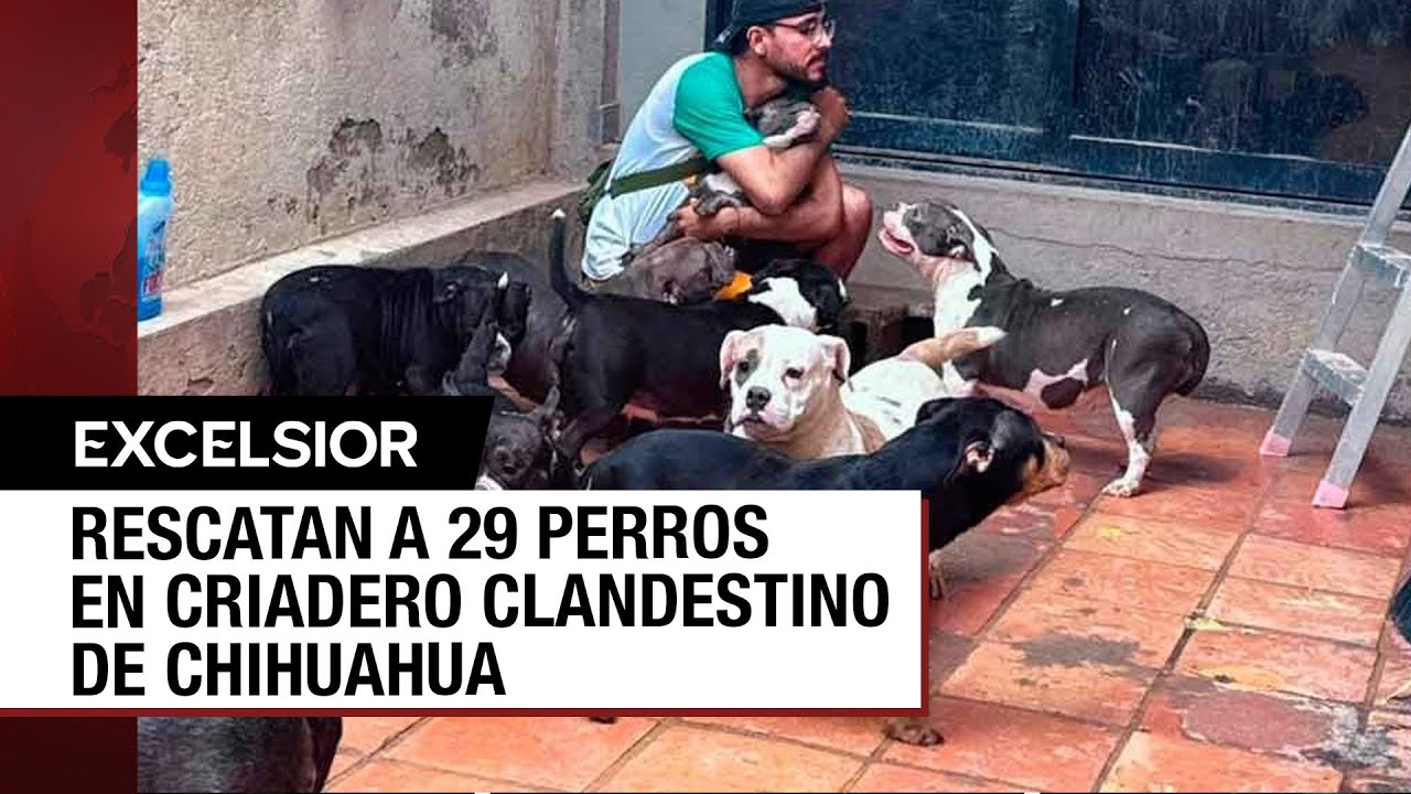 Le quitan a sujeto 29 perros usados para crianza y venta y éste se defiende
