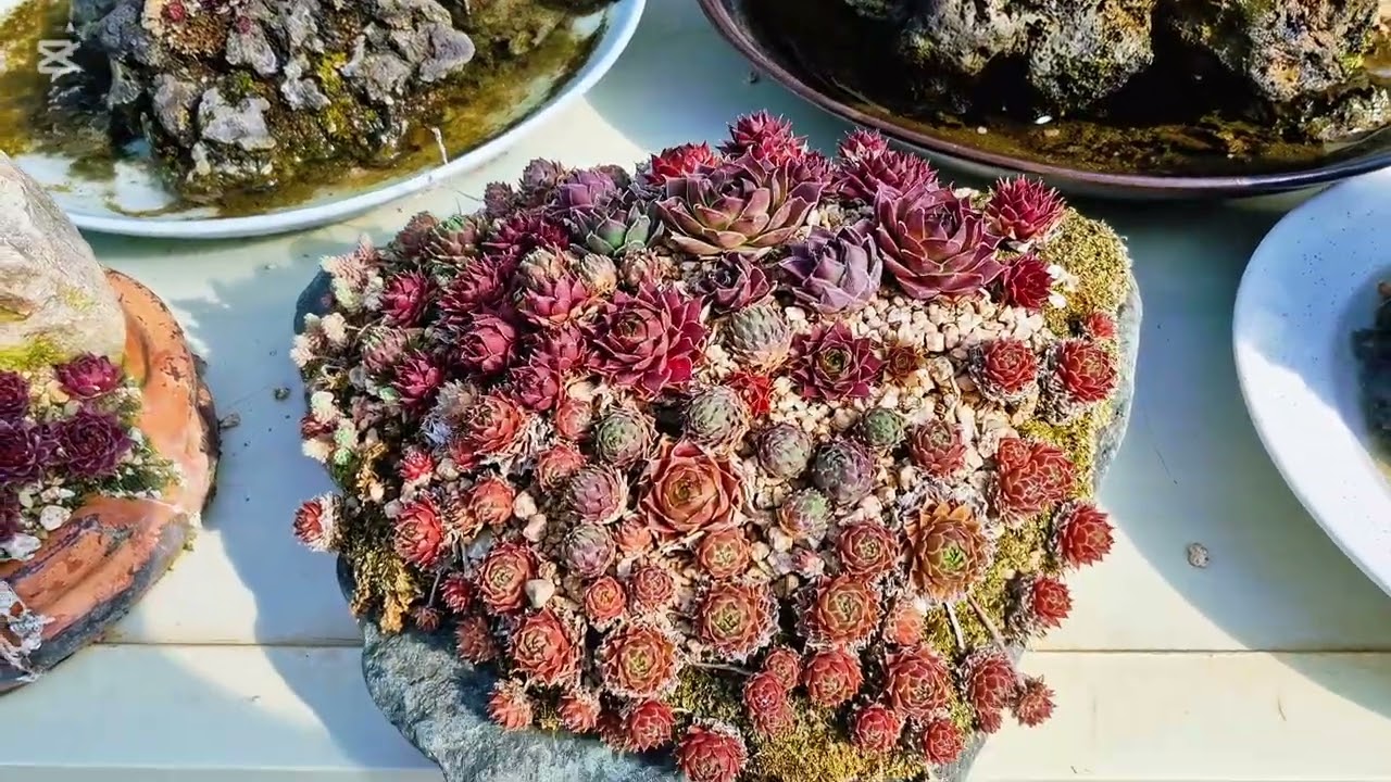 너무예쁜바위솔구경하세요 /바위솔석부작/분경/지인하우스투어입니다/창원의창구 주남저수지 근처