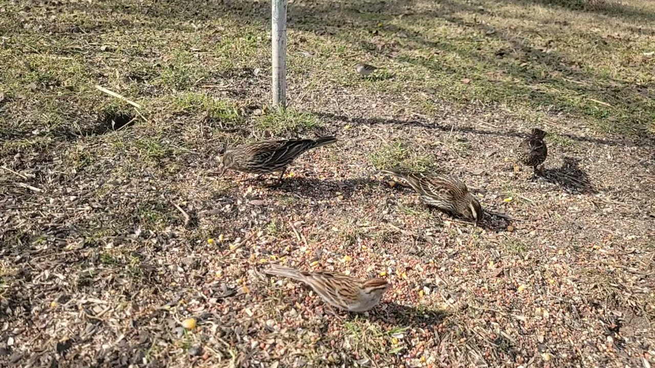 Viewing birds, squirrel visiting. @Wide Open Transit Farm