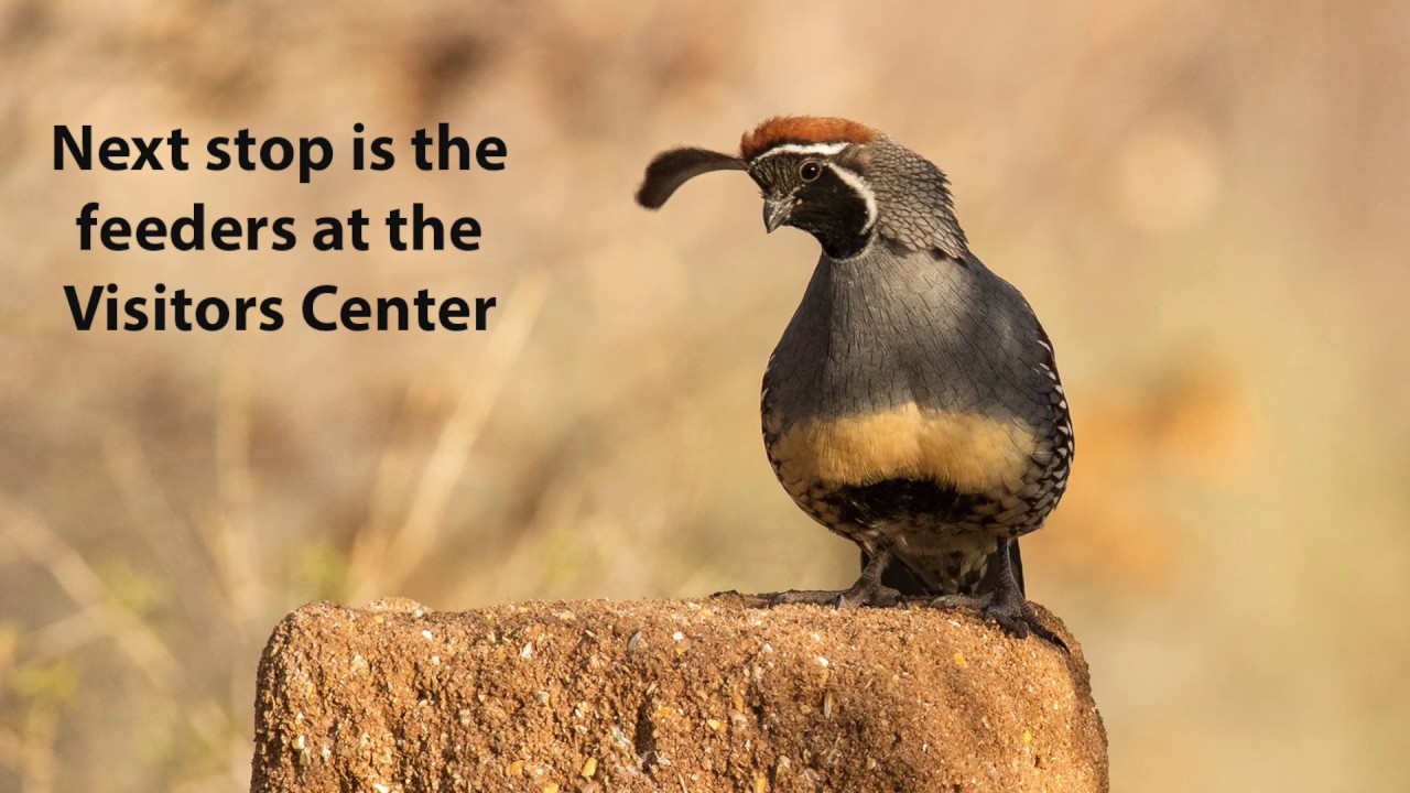 The Birds of Bosque del Apache National Wildlife Refuge in New Mexico. December, 2016