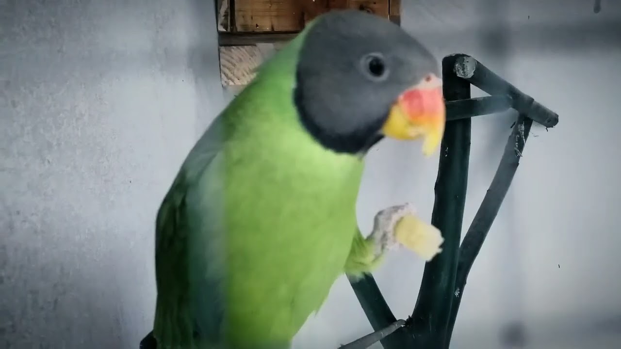 Amazing Ringneck Parrot Eating Style