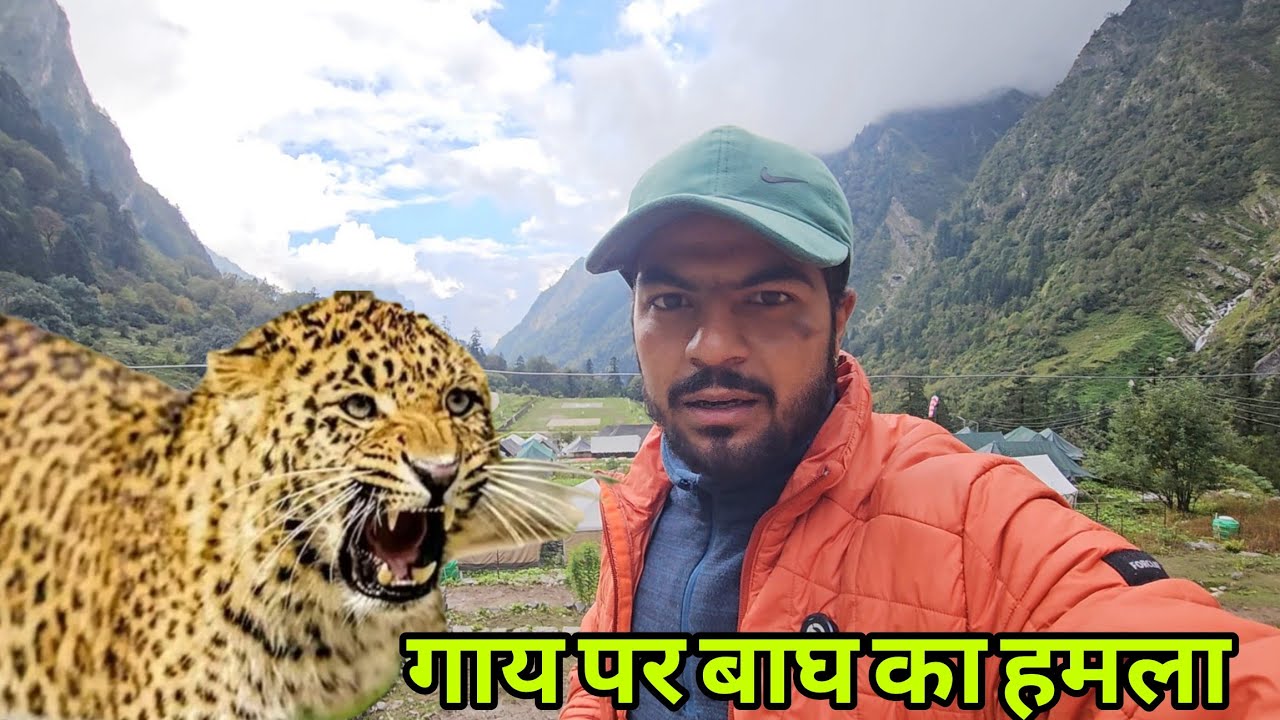 एक ही दिन में दो गाय पर किया हमला || Tiger Attack😱 @Krishnavlogtraveller 