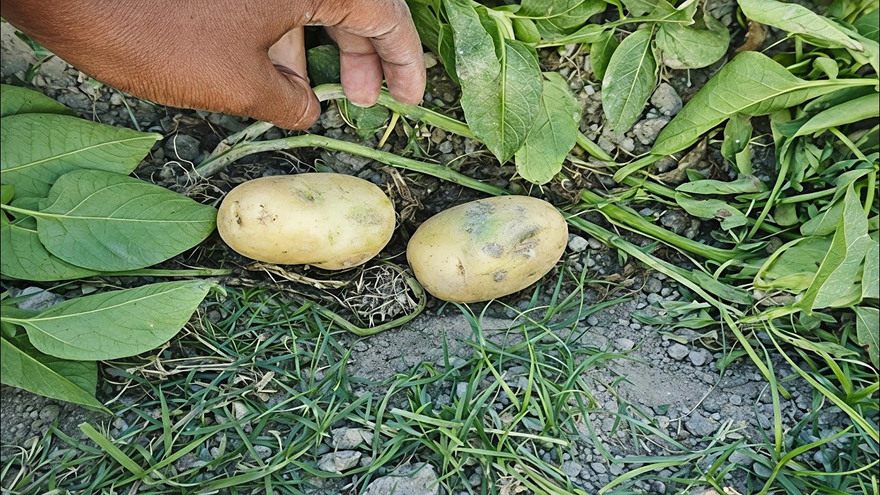 মাটি থেকে আলু তুলে গ্যাসে পোড়া আলু খেলাম 🔥 | Alu Roast | Village Cooking Vlog
