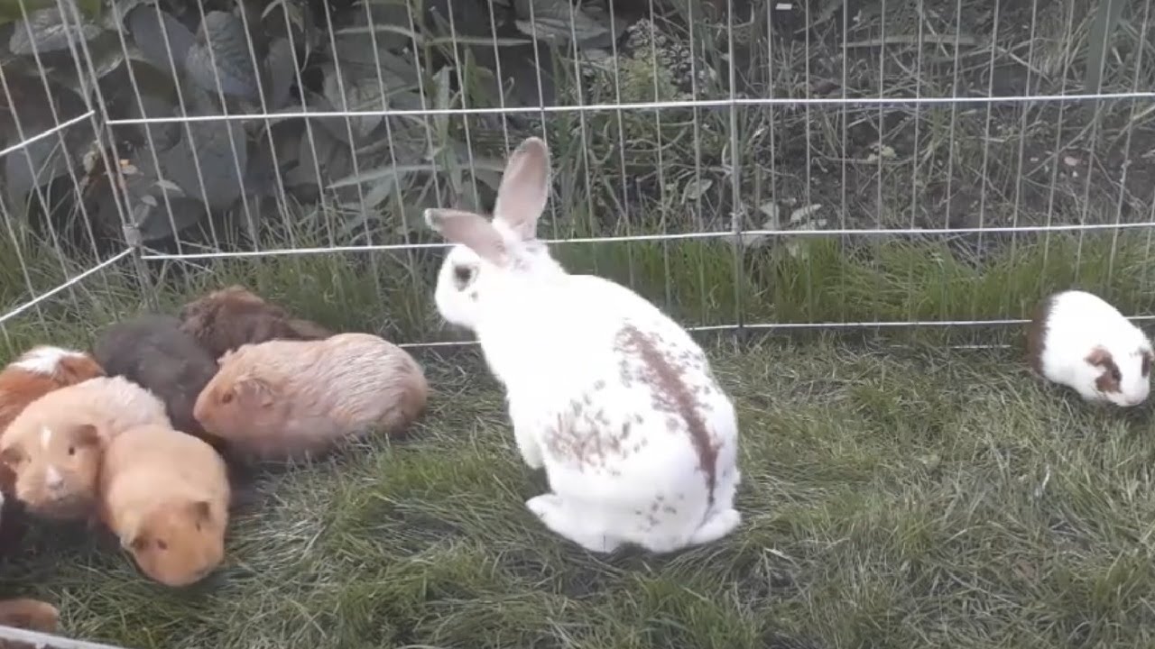 Rabbits living with guinea pigs