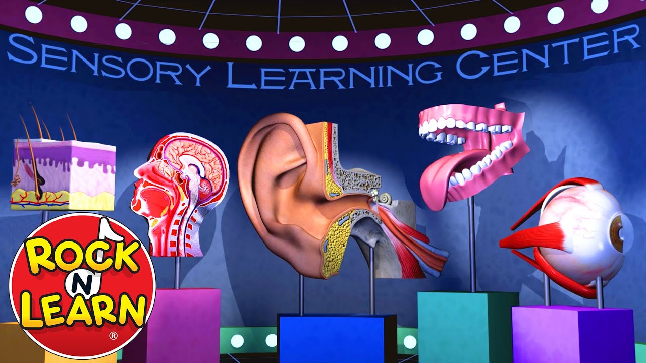 The Five Senses for Kids | Sight, Taste, Smell, Hearing, and Touch