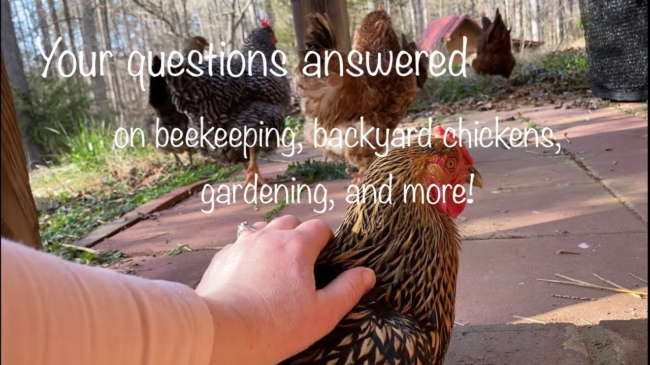Your questions answered on beekeeping, backyard chickens, quail, pigs, and gardening