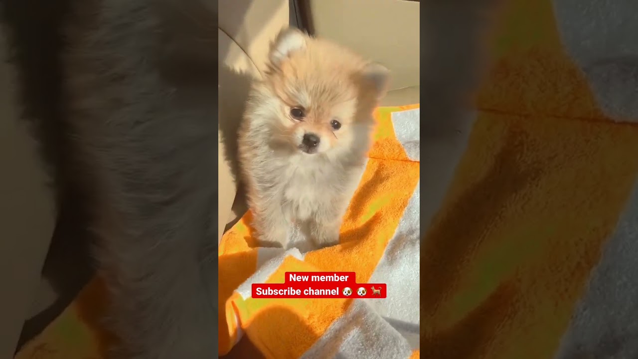 New member toy pom 