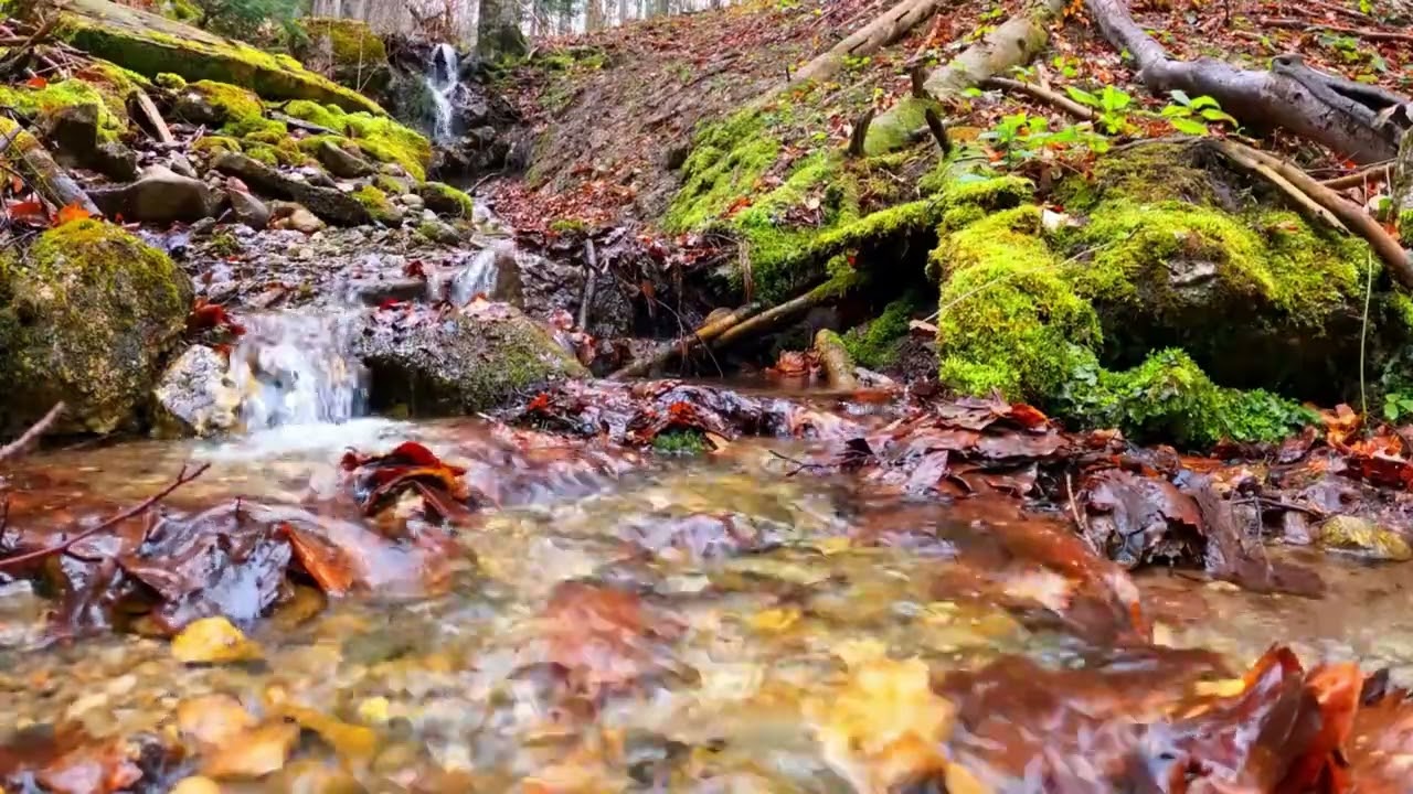 #nature #natureaudio 🌱😴
