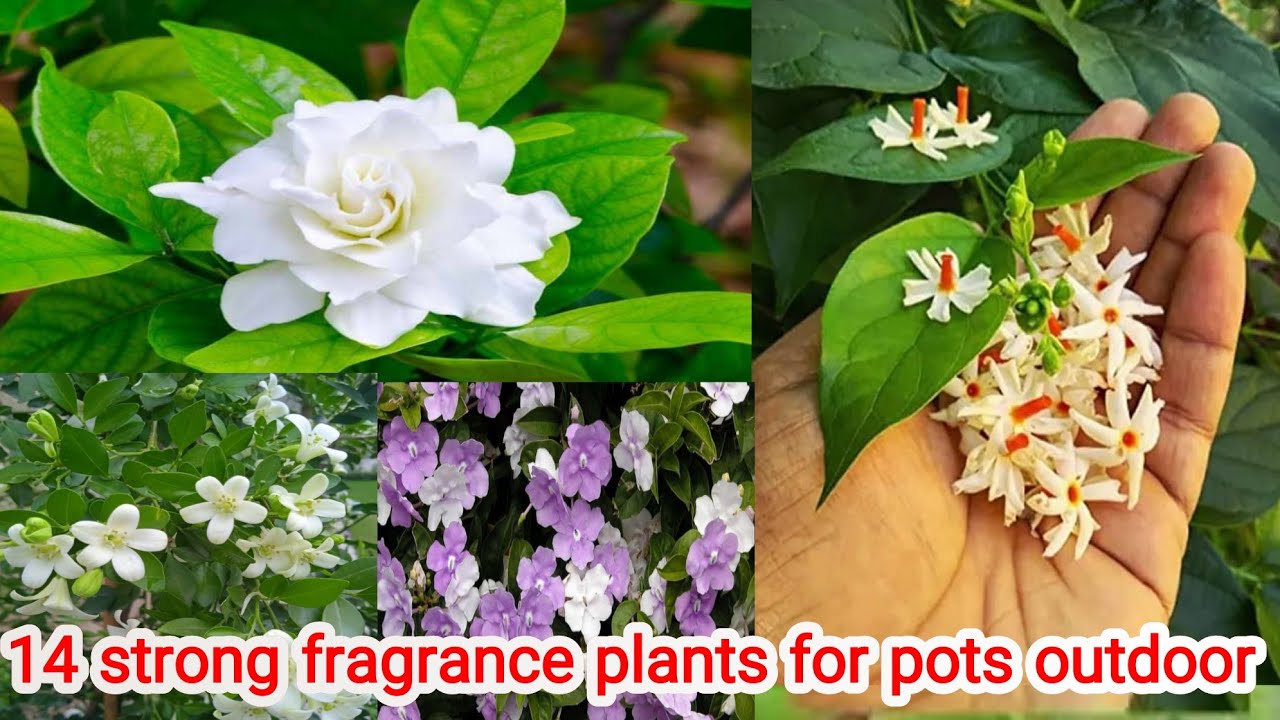 14 strong fragrance plants for pots outdoor