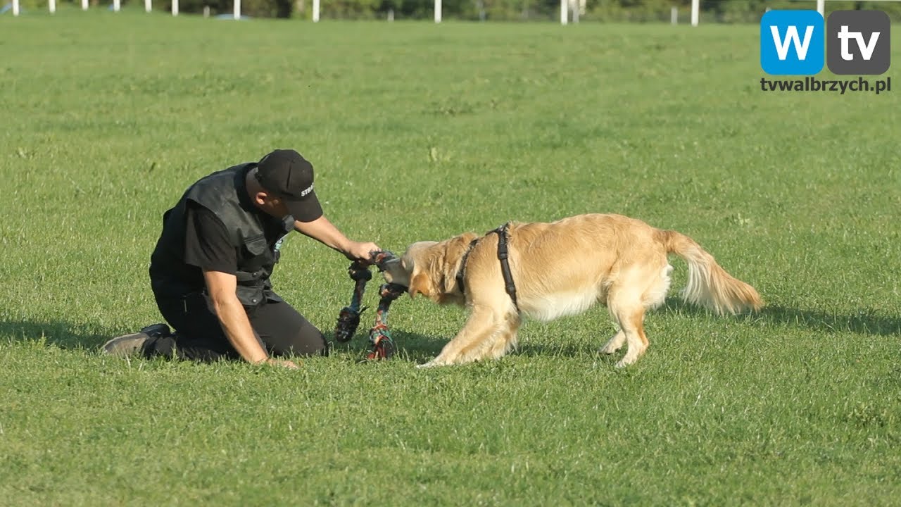 Telewizja Wałbrzych - Tak się szkoli psy ratownicze