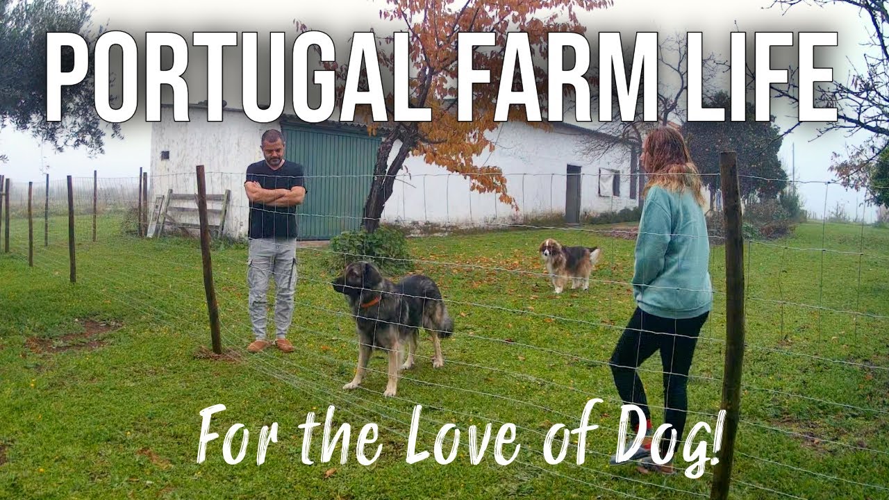 Fencing the Farmhouse | PORTUGAL FARM LIFE