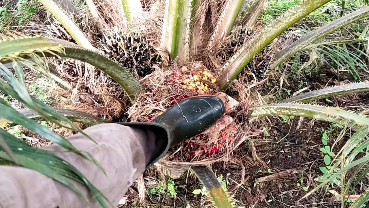 Panen sawit pokok rendah usia 37 bulan
