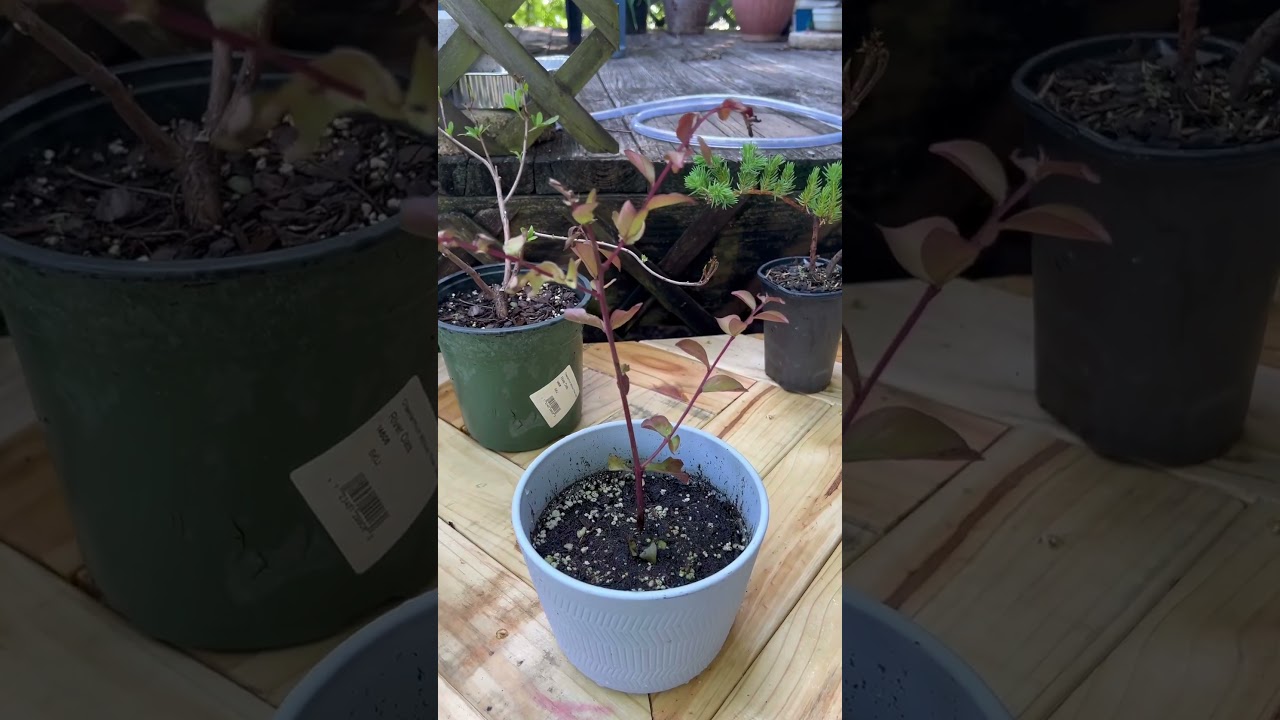 Beginner Bonsai, Season 2 Episode 1. June 6, 2025 #bonsai #beginnerbonsai #bonsaitree