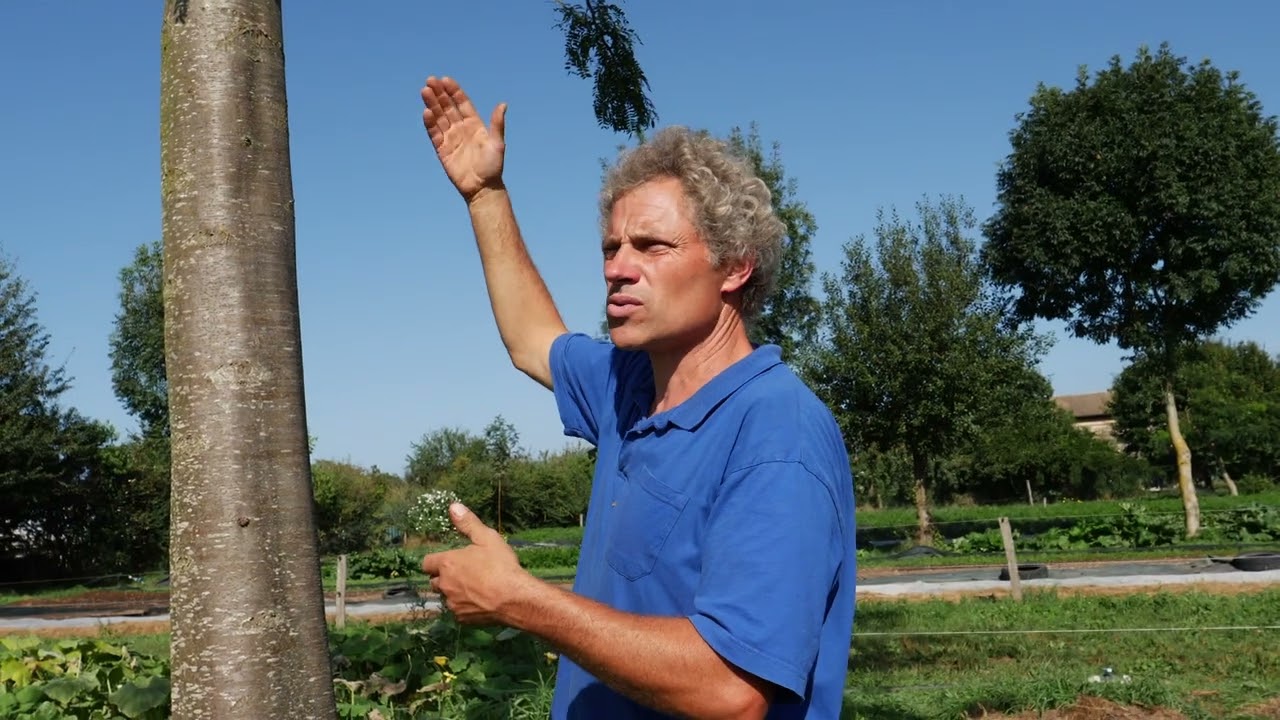 4/4 Itinéraire technique en agroforesterie en MSV (maraîchage sur sol vivant)