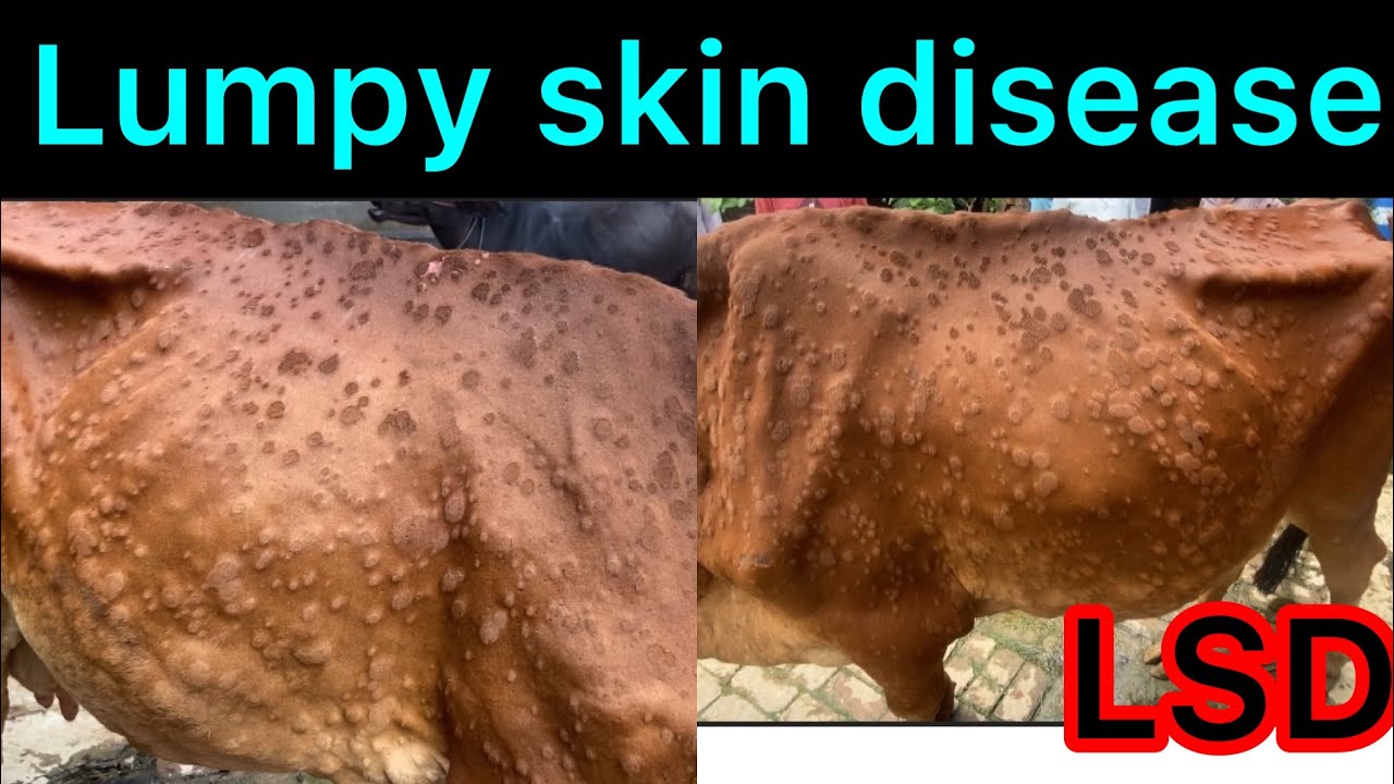 Lumpy skin disease l LSD l Treatment of lumpy skin disease l dr umar khan