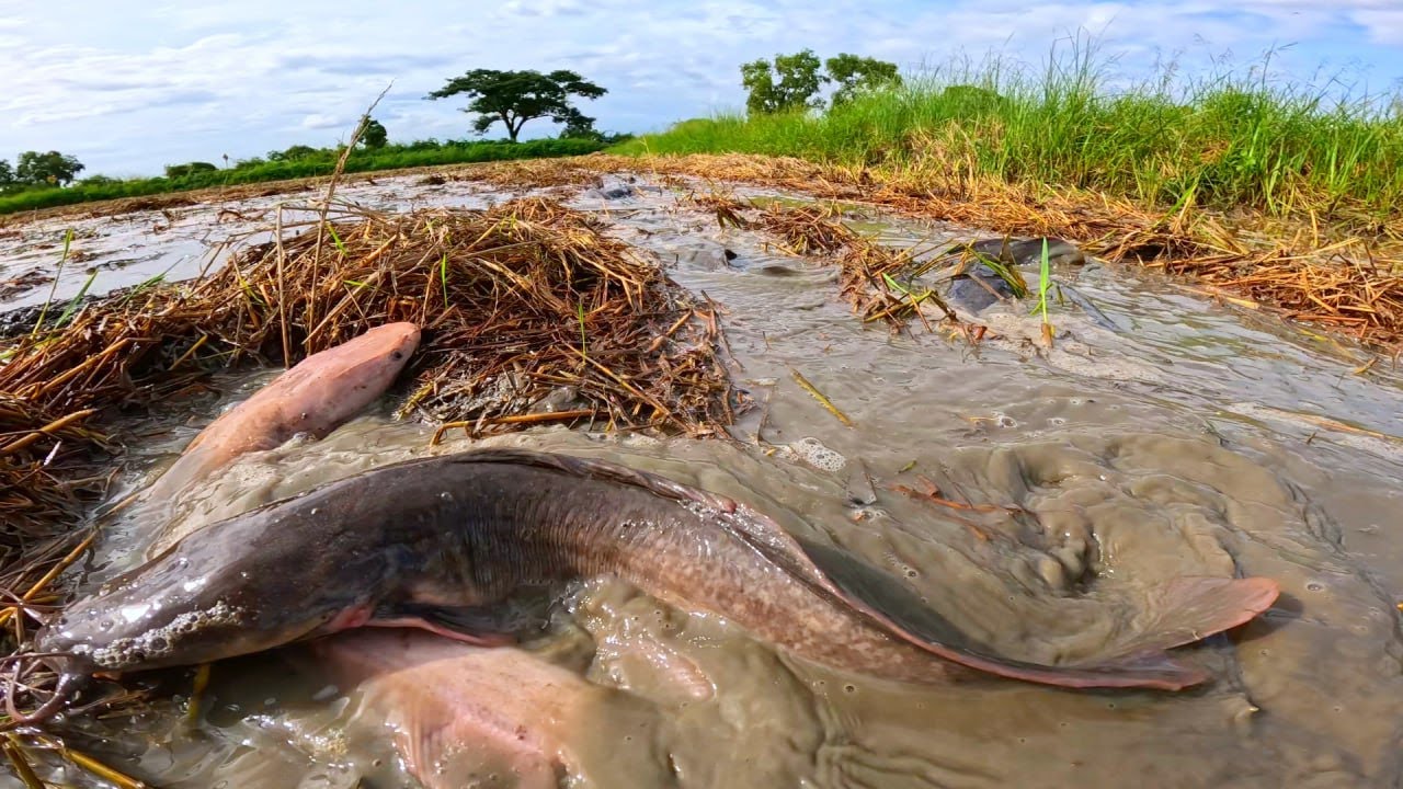 wow! a fisherman caught a lot of big catfish in rice field after harvesting rice by fishing tool