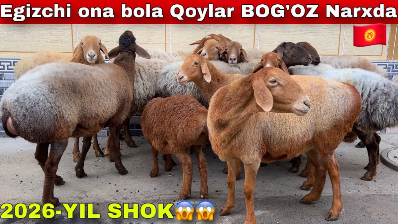 🇰🇬 EGIZCHI ONA-BOLA QO‘YLAR BOG‘OZ NARXIDA! SHOK TAKLIF 😱🔥 
