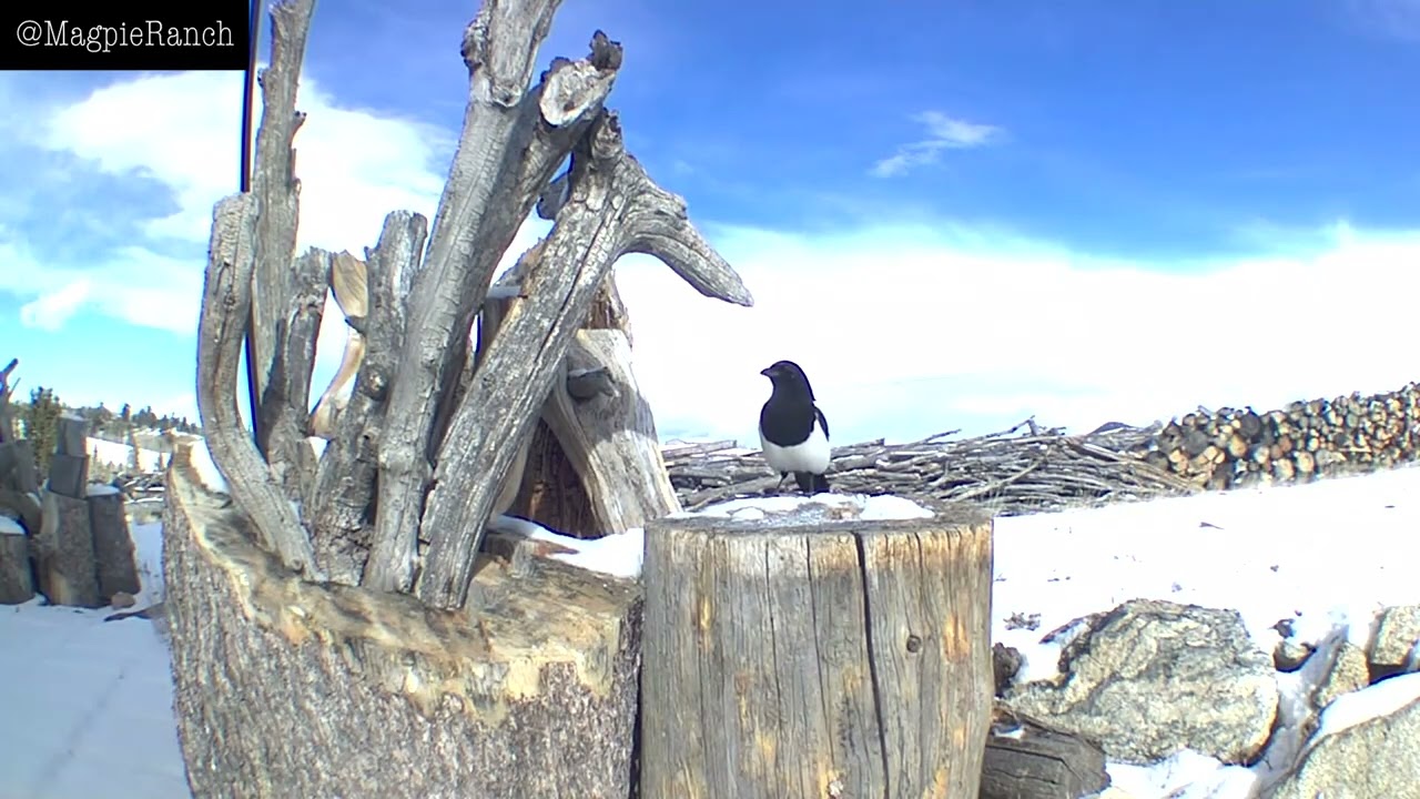 Magpie Ranch Birds in South Park Colorado January 2026