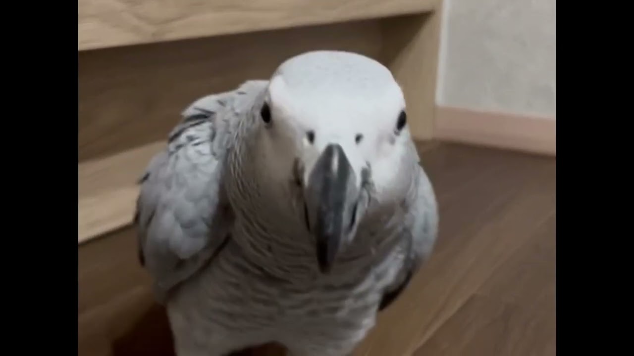 グリ子のおさんぽ