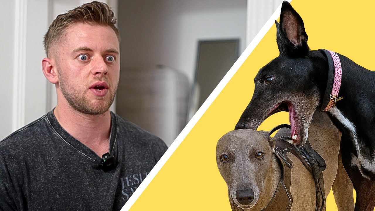 Watch This If You DON'T Own a Sighthound