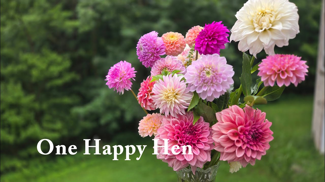 Dahlia update July 2025