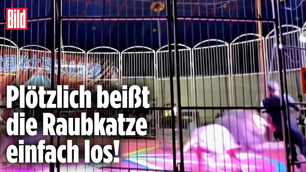 Panik im Zirkus: L&ouml;we verbei&szlig;t sich in Dompteur